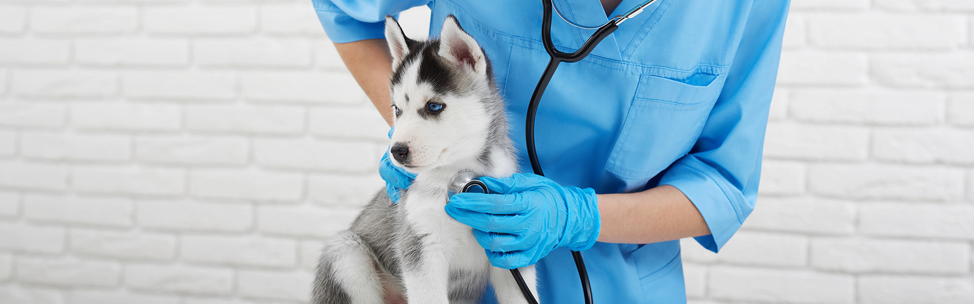 Jesienne przeziębienie u psa – objawy, leczenie i profilaktyka